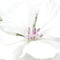 Dianthus Barbatus flower closeup