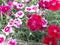 Dianthus barbatus flowers in the garden, sweet William flowers, red and white flowers, red color beautiful flowers.