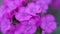 Dianthus barbatus. Purple carnation flower Turkish sways in the wind.