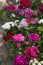 Dianthus barbatus Sweet William Flower, bright multi-colored Turkish carnation blooms in the flowerbed. Floral background, white