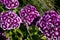 Dianthus barbatus, sweet William flower in summer garden multicolored blooming plant