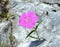 Dianthus callizonus