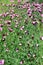Dianthus carthusianorum (Carthusian Pink)