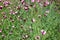 Dianthus carthusianorum (Carthusian Pink)