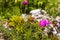 Dianthus carthusianorum (Carthusian Pink).