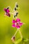 Dianthus carthusianorum, Carthusian Pink flower in macro view
