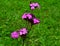 Dianthus carthusianorum Carthusian Pink on green meadow