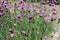 Dianthus carthusianorum with pink flowers