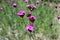 Dianthus carthusianorum with pink flowers