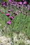 Dianthus carthusianorum with pink flowers