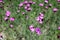 Dianthus carthusianorum with pink flowers