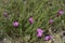 Dianthus carthusianorumwith pink flowers