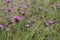 Dianthus carthusianorumwith pink flowers