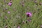 Dianthus carthusianorumwith pink flowers