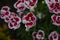 Dianthus caryophyllus carnation clove pink light violet flowers in bloom