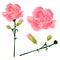 Dianthus caryophyllus - Carnation Flower, Clove Pink. National flower of Spain, Monaco, and Slovenia.