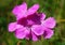 Dianthus (Cernation pink)