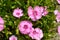 Dianthus chinensis china pink