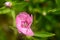 Dianthus chinensis china pink closeup bud