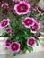 Dianthus chinensiss, pink flowers