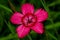 Dianthus deltoides