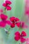 Dianthus deltoides flower