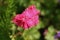 Dianthus deltoides (maiden pink)