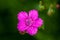 Dianthus Deltoides pink flower close up