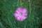 Dianthus deltoides pink flowers.