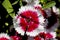 Dianthus flower detail