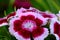 Dianthus flowers