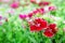 Dianthus flowers in the park , The growing popularity of ornamental gardens