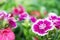 Dianthus flowers in the park , The growing popularity of ornamental gardens