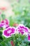 Dianthus flowers in the park , The growing popularity of ornamental gardens