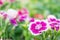 Dianthus flowers in the park , The growing popularity of ornamental gardens