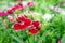 Dianthus flowers in the park , The growing popularity of ornamental gardens