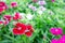 Dianthus flowers in the park , The growing popularity of ornamental gardens