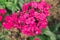 Dianthus is a genus of carnations with beautiful,