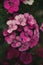 Dianthus is a genus of carnations with beautiful,