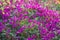 Dianthus gratianopolitanus or Cheddar pink in garden.
