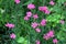 Dianthus groundcover perennial plants with small pink flowers growing tall surrounded with other plants in local urban garden