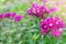 Dianthus groundcover perennial plants with small pink flowers growing in urban park on warm sunny summer day. Purple herbaceous