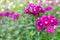 Dianthus groundcover perennial plants with small pink flowers growing in urban park on warm sunny summer day. Purple herbaceous