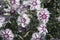 Dianthus lumnitzeri `Tatra Fragrance`
