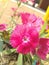 Dianthus pink flower plant of in India