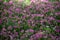 Dianthus pink kisses flower in a green background