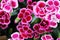 The Dianthus `Pink Kisses` is a low-carnation carnation