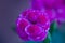 Dianthus plumarius, also known as the common pink in a pot on a terrace