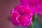 Dianthus plumarius, also known as the common pink in a pot on a terrace