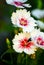 Dianthus plumarius cottage pink flower